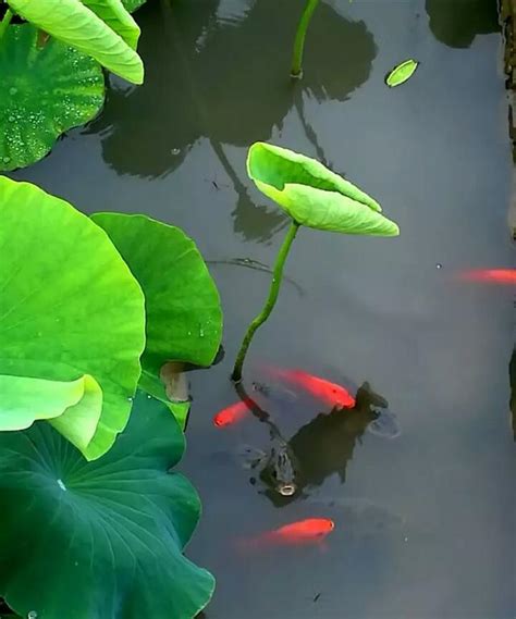 荷葉魚寓意|魚和荷花翡翠玉牌是什麼寓意 關於魚和荷花翡翠玉牌的寓意介紹。